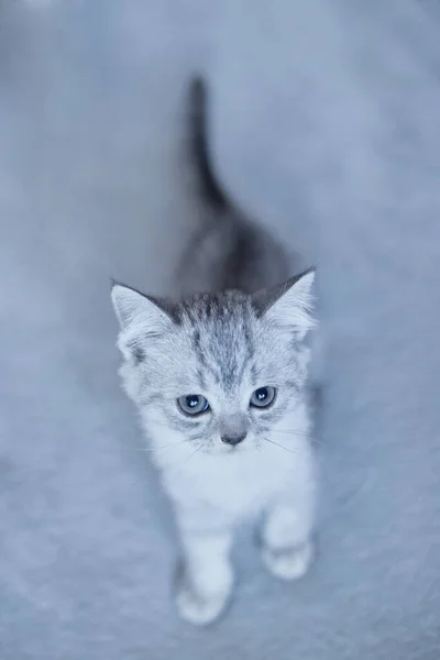 蓝色的英国猫咪在灰色背景下玩耍 — 图库照片