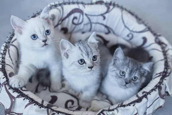 Синий британский котенок кошки играют в корзине на сером фоне — стоковое фото