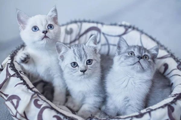 Blaue britische Kätzchen-Katzen spielen im Korb auf grauem Hintergrund — Stockfoto