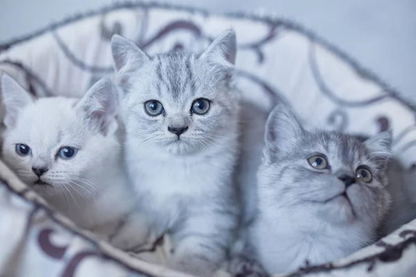 Blaue britische Kätzchen-Katzen spielen im Korb auf grauem Hintergrund — Stockfoto