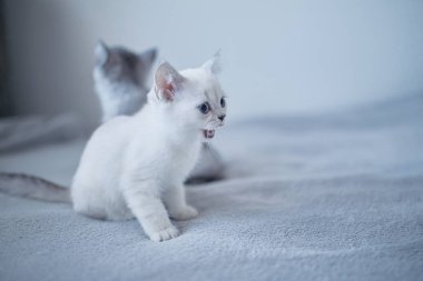 Mavi İngiliz kedi yavrusu Gri arka planda oynuyor