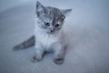 Mavi İngiliz kedi yavrusu Gri arka planda oynuyor