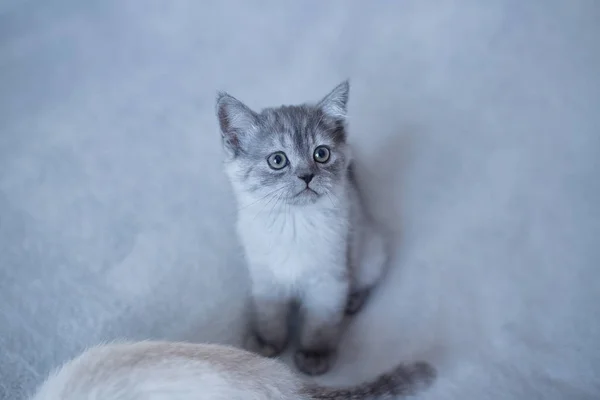 Modrý britský kotě kočky hrát na šedém pozadí — Stock fotografie