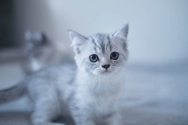 Mavi İngiliz kedi yavrusu Gri arka planda oynuyor