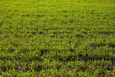 Sonbaharda bir tarlada yetişen genç buğday fideleri. Toprakta yetişen genç yeşil buğday. Tarım süreci. Mavi gökyüzü olan güneşli bir tarlada filizlenen çavdar tarımına yaklaş. Çavdar filizleri.