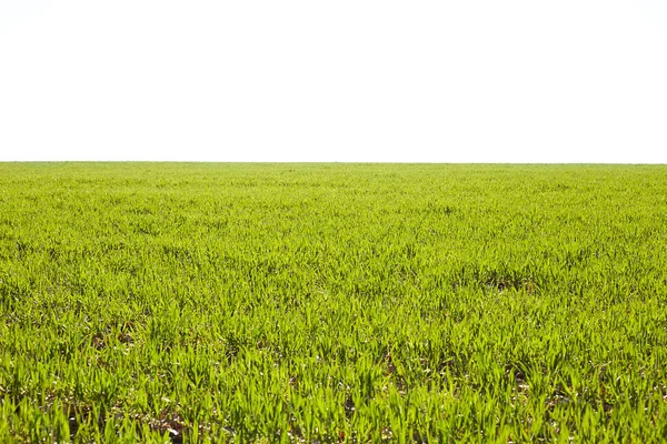 Piantine Grano Giovani Che Crescono Campo Autunno Frumento Verde Giovane — Foto Stock