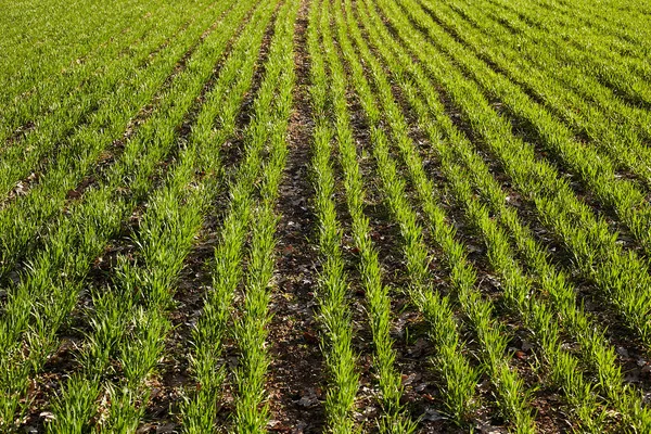 Piantine Grano Giovani Che Crescono Campo Autunno Frumento Verde Giovane — Foto Stock