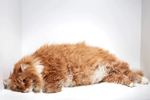 Triste Gato Vermelho Uma Caixa — Fotografia de Stock