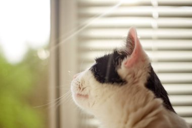 Evde siyah beyaz kürklü kedi ve doğal güneş ışığı..