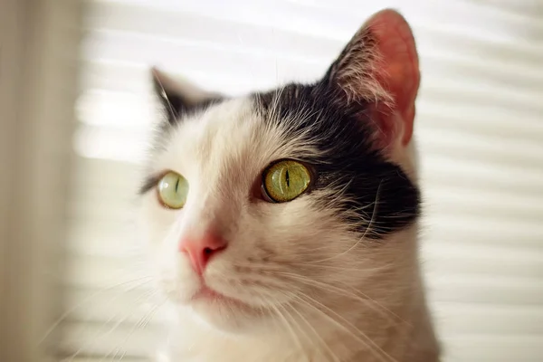 Gato Com Pele Preta Branca Casa Com Sol Natural — Fotografia de Stock