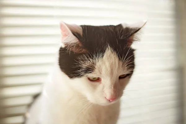 Gato Com Pele Preta Branca Casa Com Sol Natural — Fotografia de Stock