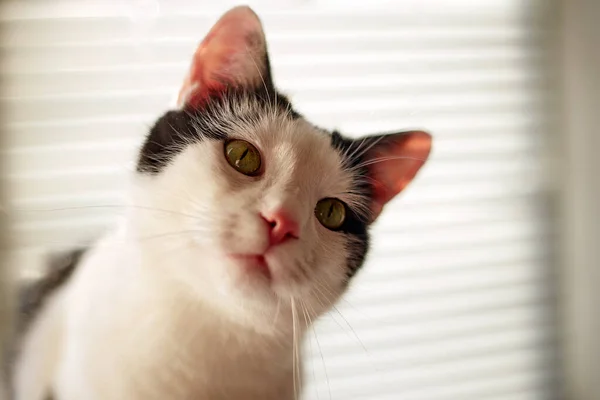 Katt Med Svart Och Vit Päls Hemma Med Naturligt Solsken — Stockfoto