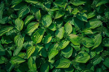 Yeşil yaprakları arka plan veya doku doğal duvar
