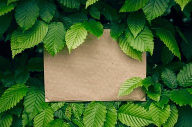 Su damlası ile tropik yeşil yaprak, yaratıcı kağıt kart düzenleme konsepti .