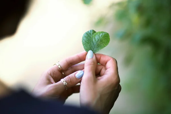 Woman Hands Green Leaf Heart Shape Love You Heart Hand — Stock Photo, Image