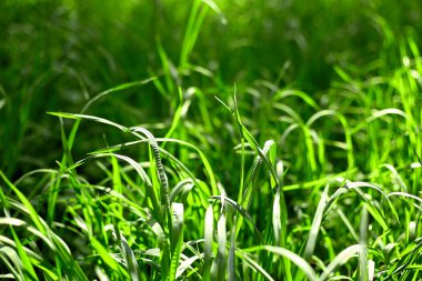 yeşil arka planda yeşil çimen