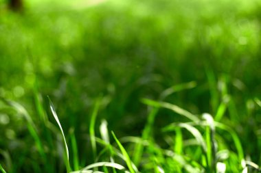 yeşil arka planda yeşil çimen