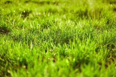 yeşil arka planda yeşil çimen