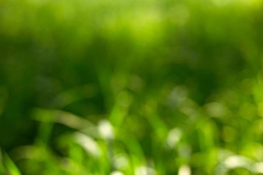 Seçici odaklı doğal yeşil arkaplan