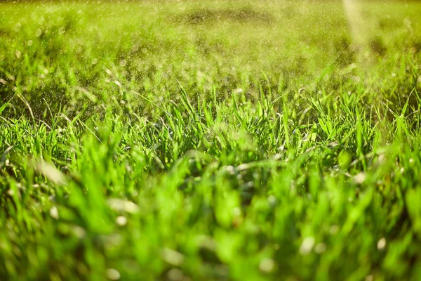 Πράσινο Γρασίδι Πράσινο Φόντο — Φωτογραφία Αρχείου