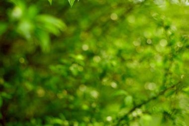 Güzel doğa, yeşil arka plan, yuvarlak bokeh