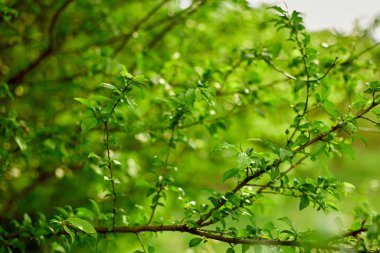 Güzel doğa, yeşil arka plan, yuvarlak bokeh