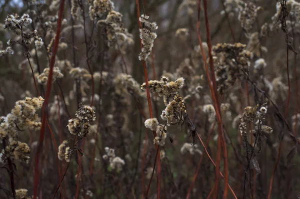 初夏に乾燥した黄金の棒茎 — ストック写真