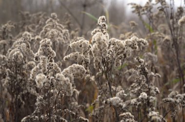 Sonbaharın sonlarında bir ormanda sabah.