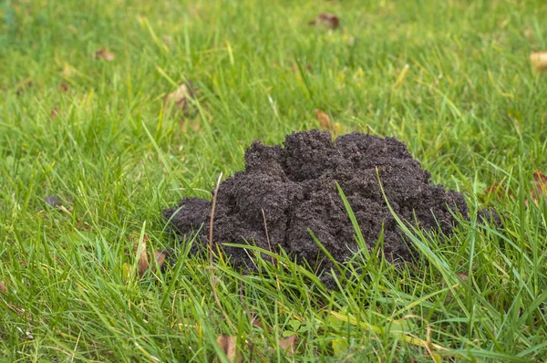 Mole Hill Zielony Trawnik — Zdjęcie stockowe