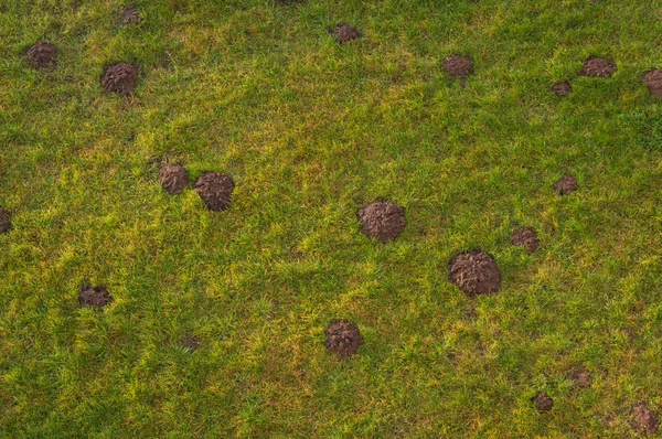 Sabahın Köründe Çimlerde Bir Sürü Köstebek Yuvası — Stok fotoğraf