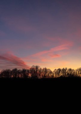 orman içinde renkli günbatımı