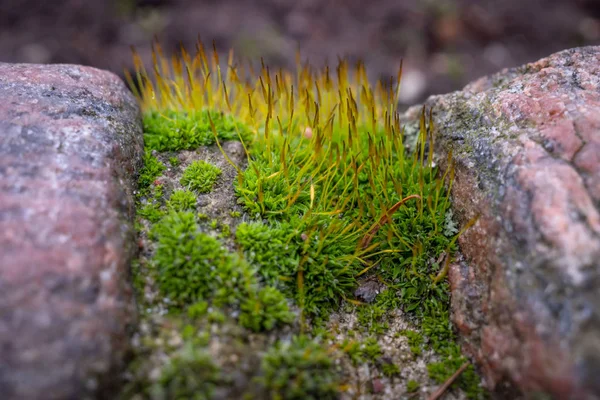 Musgo Brillante Entre Dos Piedras Granito —  Fotos de Stock