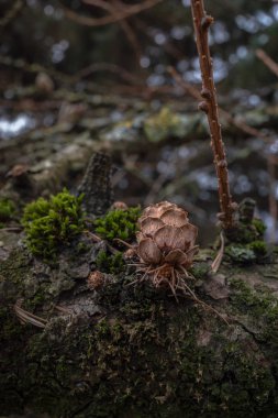 Yosun, iğne ve koni kalıntıları olan büyük bir dal.