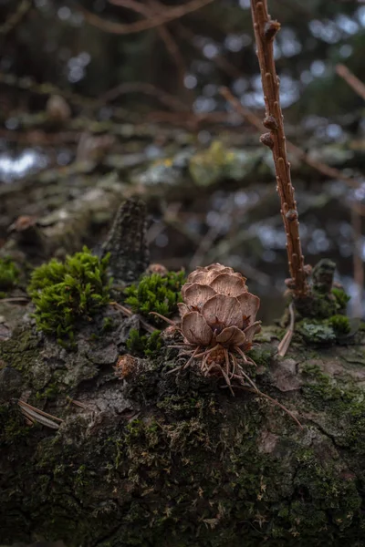 Branche Mélèze Avec Mousse Restes Aiguilles Cône — Photo