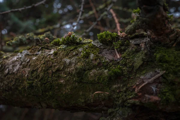 Vieille Branche Mélèze Envahie Mousse Lichen — Photo