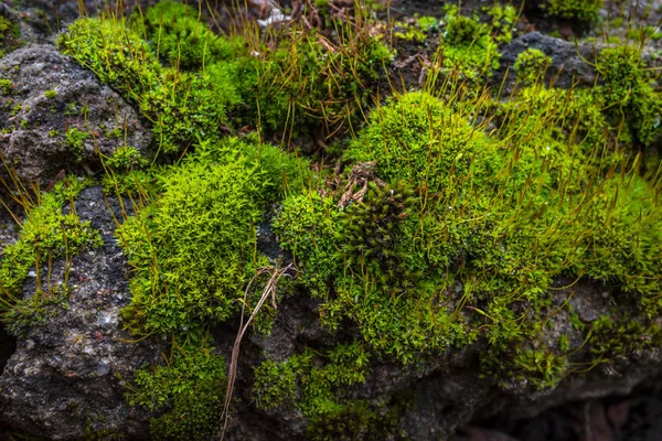 Notas Brilhantes Musgo Pedra — Fotografia de Stock