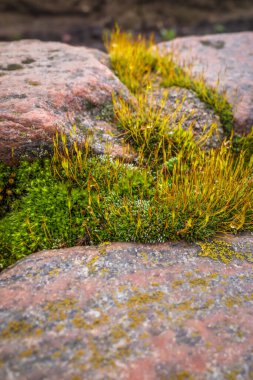 Taze yosun taşların arasında yetişir.
