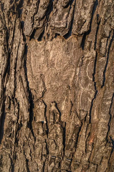 Écorce Arbre Avec Des Traces Vieux Pseudonyme — Photo