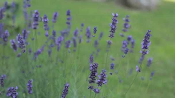 The wind sways the lavender and flying bees — Stock Video