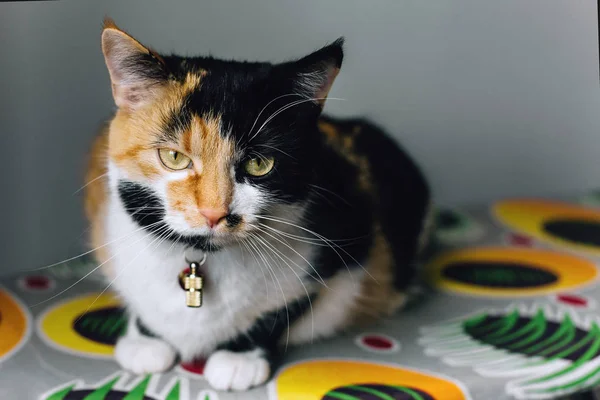 Dikkat tüm üç renkli kedi