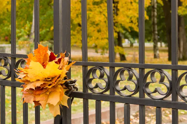 Sonbahar konsepti: akçaağaç yaprakları park çit