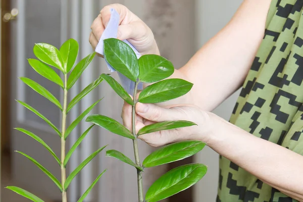 Vrouwelijke handen verzorgen van indoor bloemen bij haar thuis, vegen het stof van de bladeren — Stockfoto