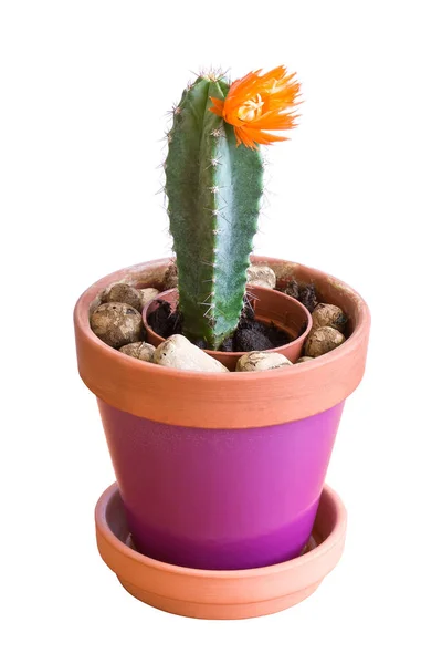 Planta de cactus floreciente en maceta sobre blanco Imagen De Stock