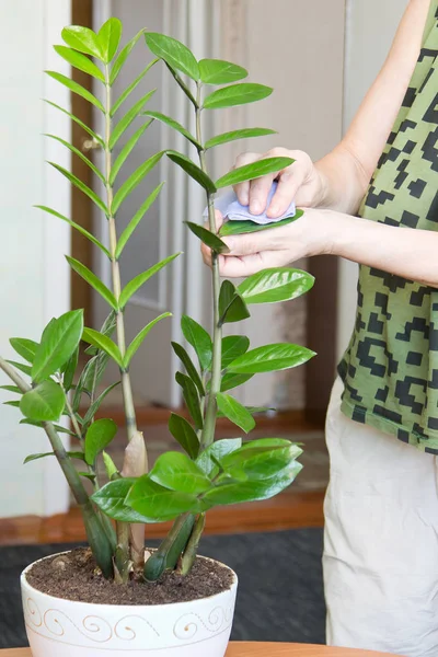 Mains féminines prenant soin de la plante dans le pot de fleurs à sa maison, essuyant la poussière des feuilles de la fleur Photos De Stock Libres De Droits