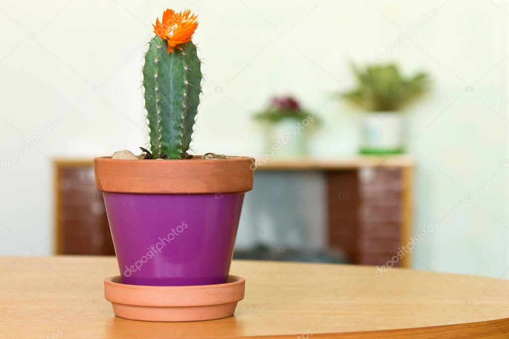 Blooming cactus plant in a flowerpot and other indoor flowers