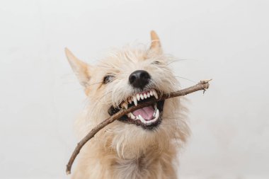 Kahverengi ve beyaz köpek beyaz arka planda sopayla oynuyorlar. Mutlu köpek. İt herif. Komik surat köpek..