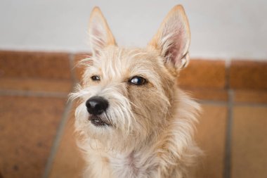 Komik yakın plan köpek suratı. Şüpheli yüzlü bir köpek. Kıllı köpek. Melez köpek. Komik mimler.