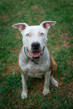 Beyaz ve kahverengi Çukur Boğa Amerikan Stafford köpeği çimenlerde oturuyor. Gülümseyen ve sevimli köpek kameraya bakıyor..