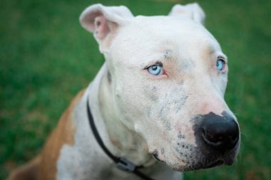 Pitbull American Stafford 'ın yeşil arka plandaki köpek portresi. Mavi gözler yakın plan. Güzel beyaz ve kahverengi köpek. Köpek kameraya bakıyor. Güzel görünümlü sevimli bir köpek.