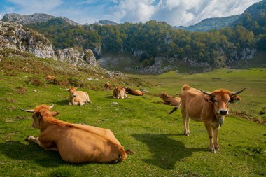 Otlaktaki inekler çiçekler ve dağlar üzerinde. Yeşil yaz tarlasında inek sürüsü. İspanya 'nın Asturias şehrinde açık ve güneşli bir günde çimenli bir tarlada inekler. Tarım geçmişi.